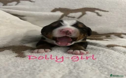 Bernese Mountain Dog dogs for sale: Bernese Mountain Dog Puppies - Image 2
