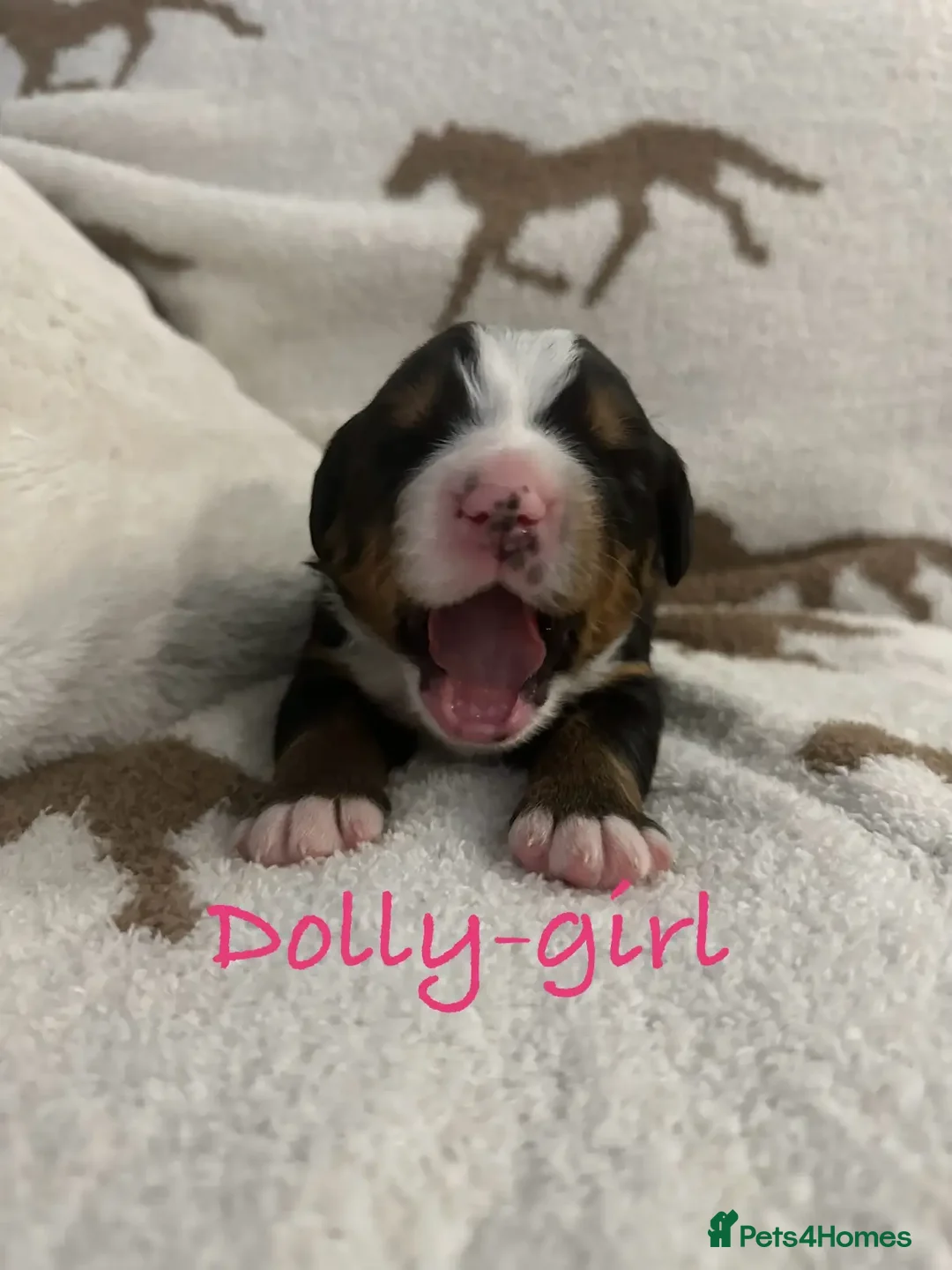 Bernese Mountain Dog dogs for sale: Bernese Mountain Dog Puppies - Image 2