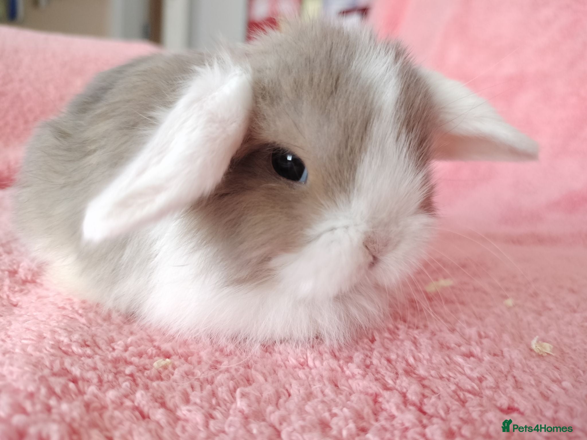 Mini Lop rabbits Baby mini lops for sale  - Advert 2