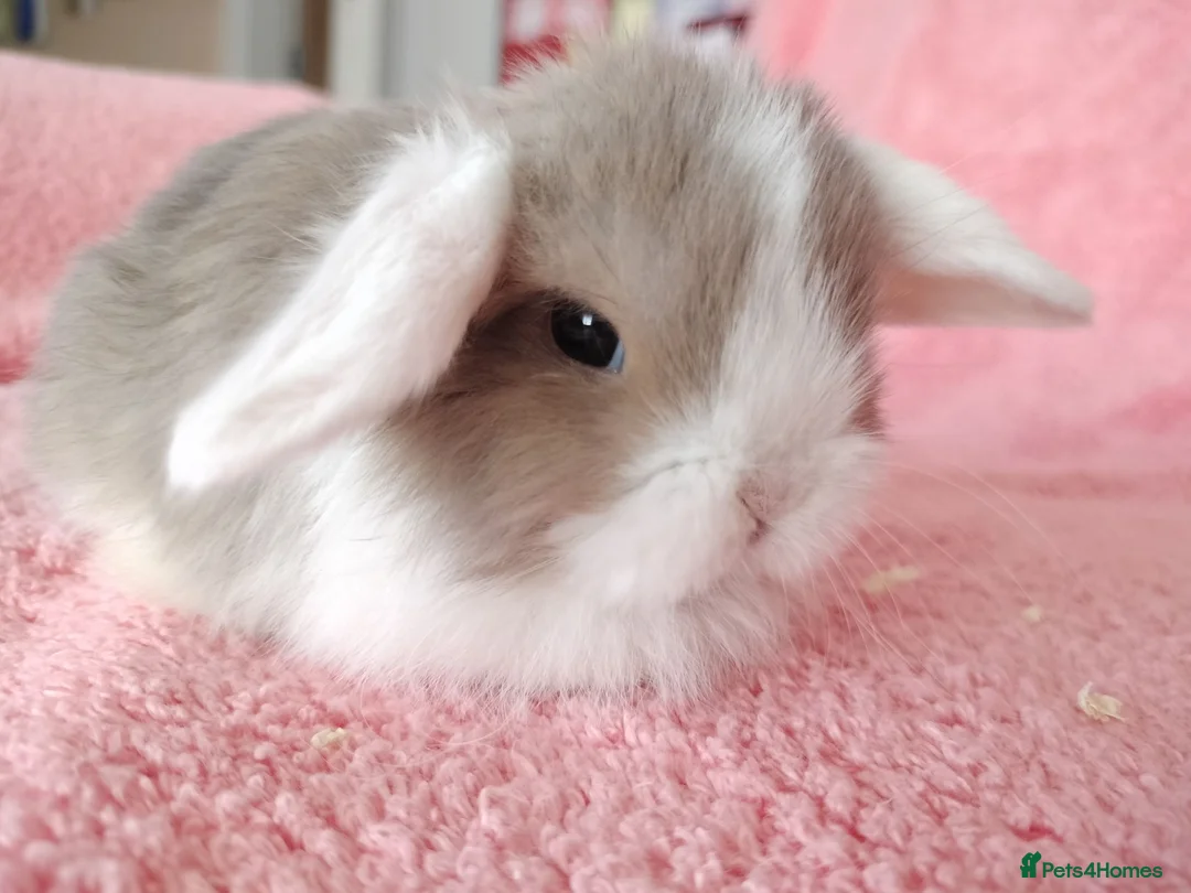 Mini Lop rabbits for sale: Baby mini lops for sale  - Advert 1