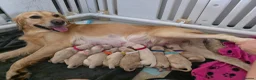 Golden Retriever dogs for sale: Beautiful KC Registered Golden Puppies  - Advert 3