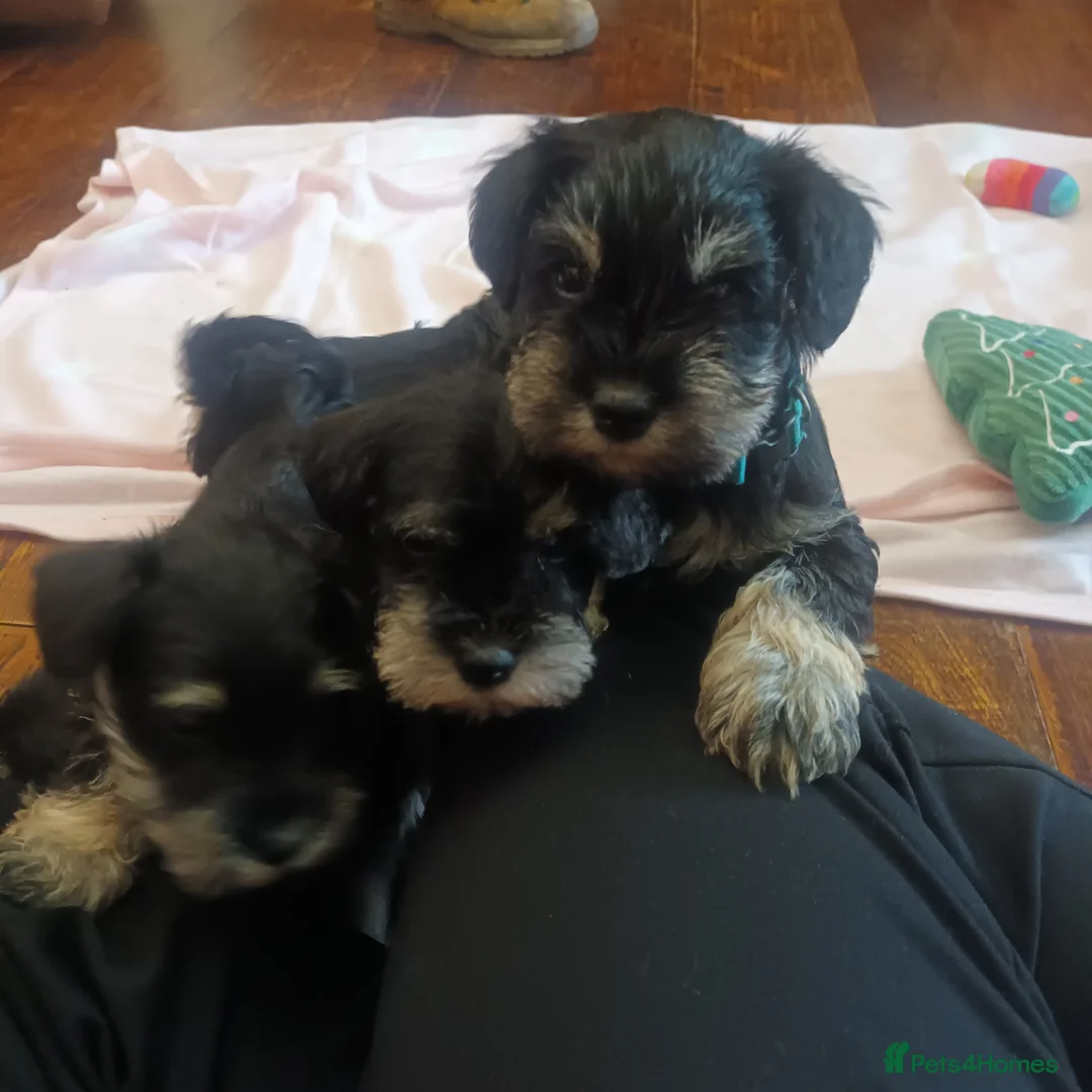 Miniature Schnauzer dogs for sale: Beautiful litter of miniature Schnauzer puppies - Advert 8