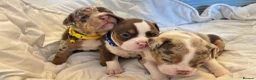 American Bully dogs for sale: Micro bully babies 🐶🩷💙 - Advert 12
