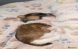 Shih Tzu dogs for sale: Puppies for reservation / sale  - Image 17