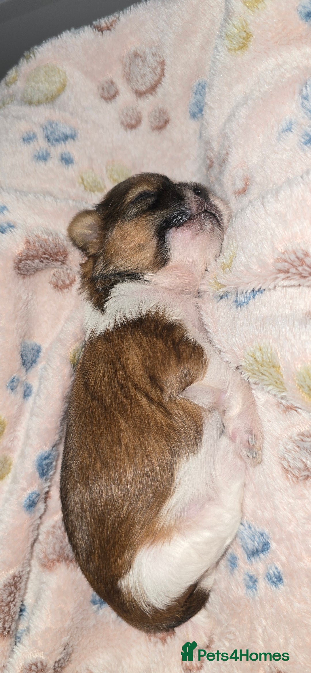 Shih Tzu dogs for sale: Puppies for reservation / sale  - Image 17