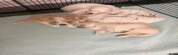 Bichon Frise dogs for sale: Bichon Frise Puppies for sale  - Advert 9