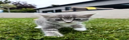 Mixed Breed cats for sale: Need Sale ASAP 3 Kittens & 2 Cats Available  in Gloucester - Advert 28