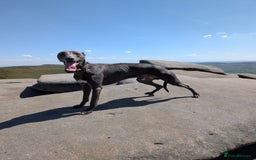 Whippet dogs for stud: Proven KC registered blue whippet for stud in Doncaster - Image 12