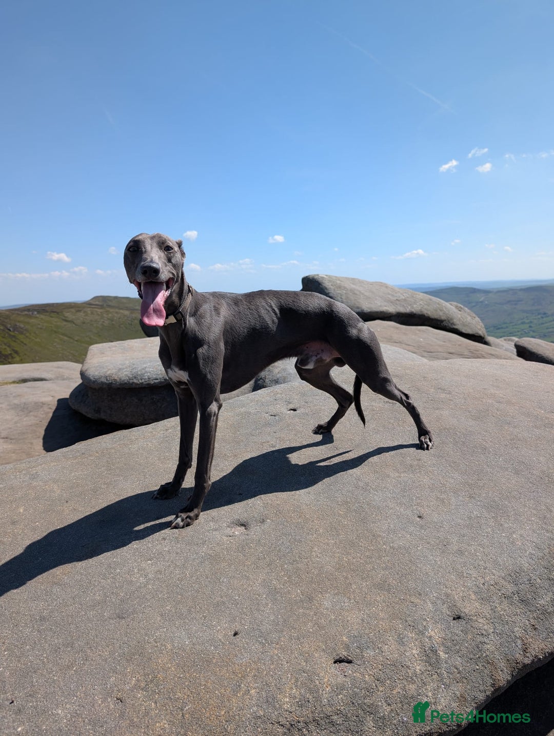Whippet dogs for stud: Proven KC registered blue whippet for stud in Doncaster - Image 12