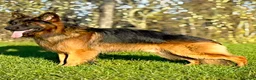 German Shepherd dogs for stud: Long Haired German shepherd  - Advert 7