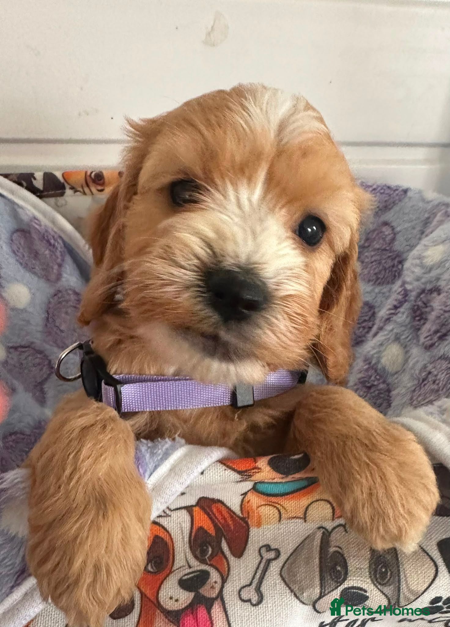 Cockapoo dogs F1 cockapoo girl puppies  - Advert 12