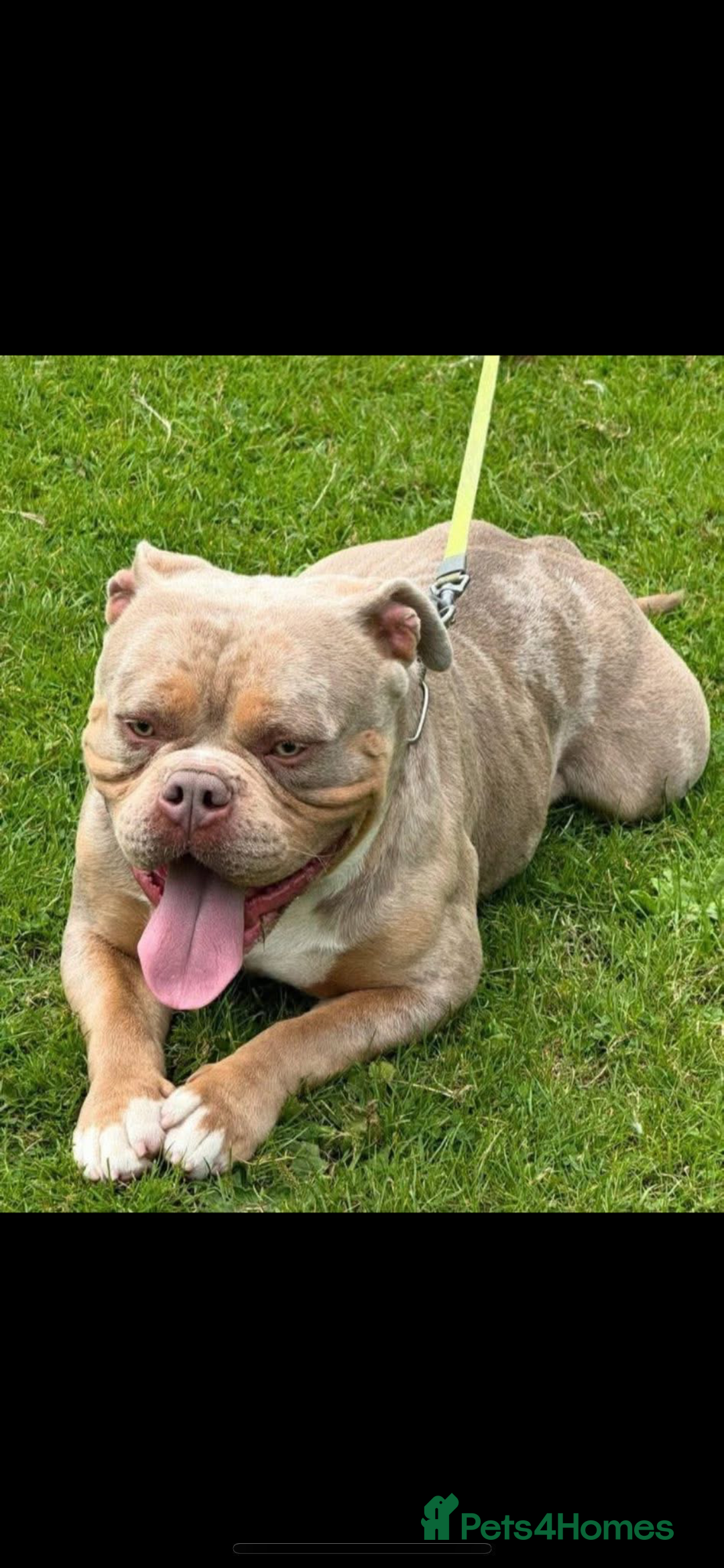 American Bully dogs for sale: ABKC registered Pocket bully/American bully   - Advert 2