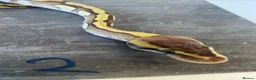 Python Snake reptiles for sale: Hatchling royal pythons. - Advert 7