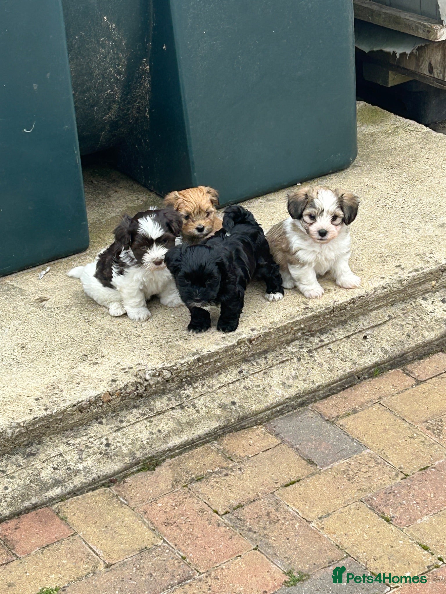 Havanese dogs 8 Exceptional colours KC reg Havanese puppies  - Advert 1