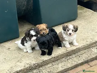 Havanese dogs 8 Exceptional colours KC reg Havanese puppies - Advert 1