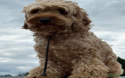 Cockapoo dogs for sale: Puppies - Image 9