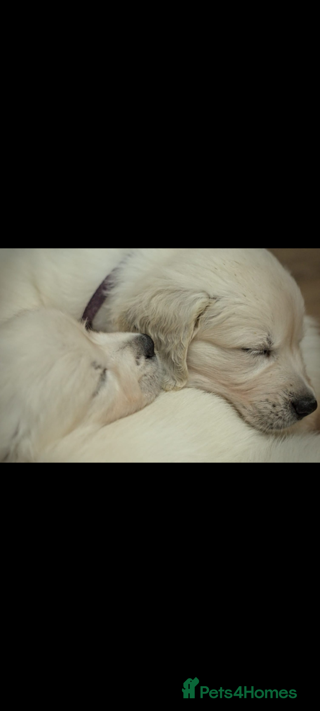 Golden Retriever dogs for sale: Golden retriever puppies for sale  - Advert 10