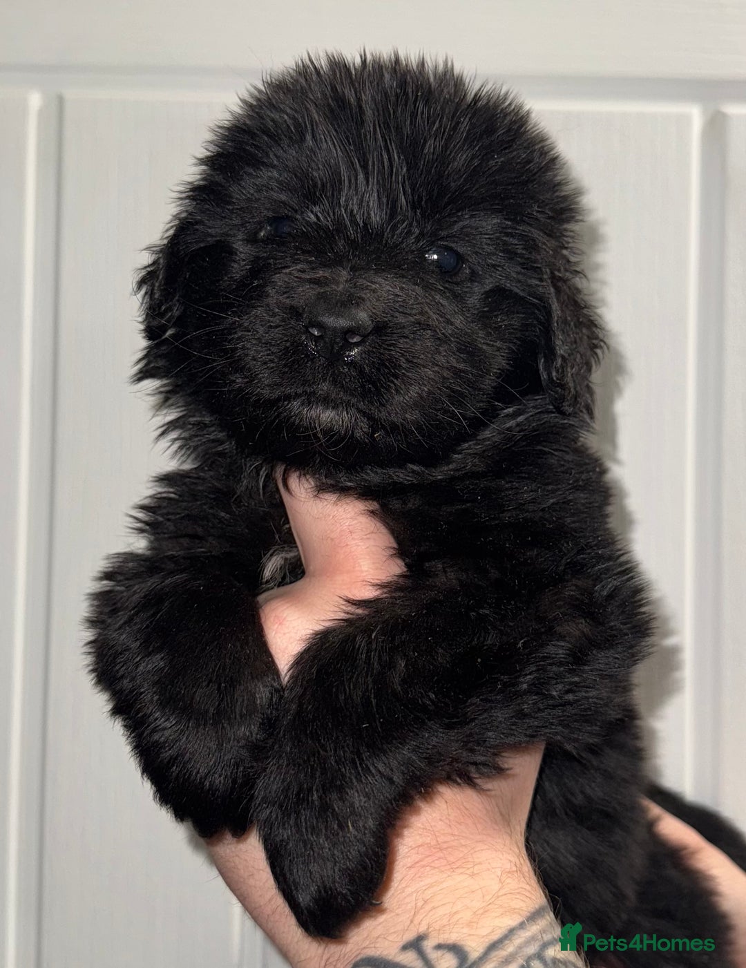 Newfoundland dogs for sale: Stunning Newfoundland Puppies Kc Reg 🐾  - Advert 5