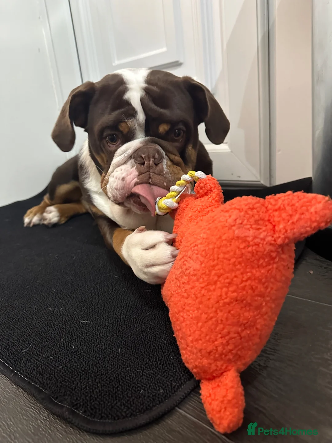 English Bulldog dogs for sale: Rolo - English bulldog  - Advert 2