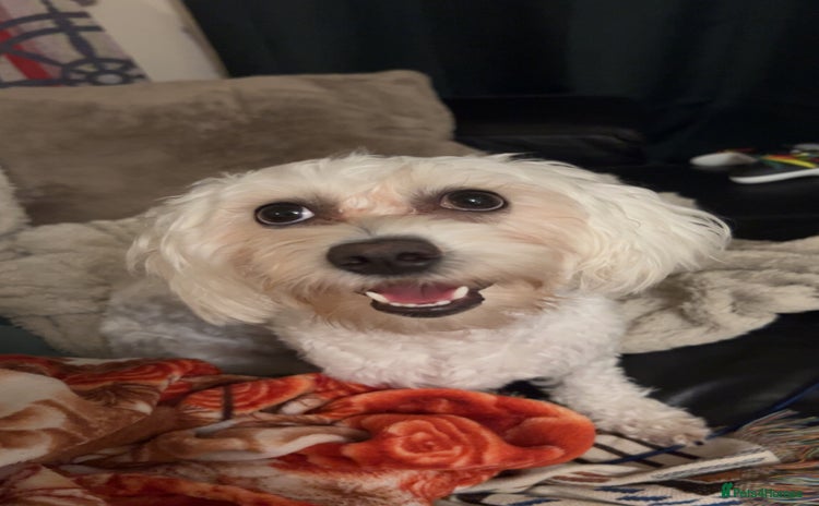 Mixed Breed dogs 1.5 Year Old Dog Looking for a Loving Home - Advert 1