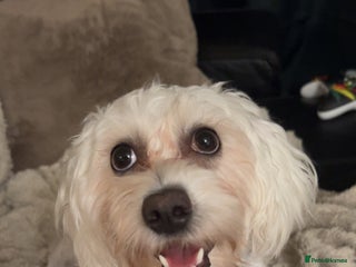 Mixed Breed dogs 1.5 Year Old Dog Looking for a Loving Home - Advert 1