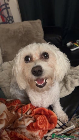 Mixed Breed dogs 1.5 Year Old Dog Looking for a Loving Home - Advert 1