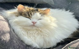 Siberian cats for sale: Pedigree Siberian cats for 5* homes only - Image 3