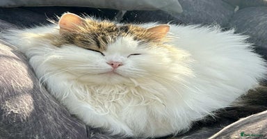 Siberian cats - Advert 6