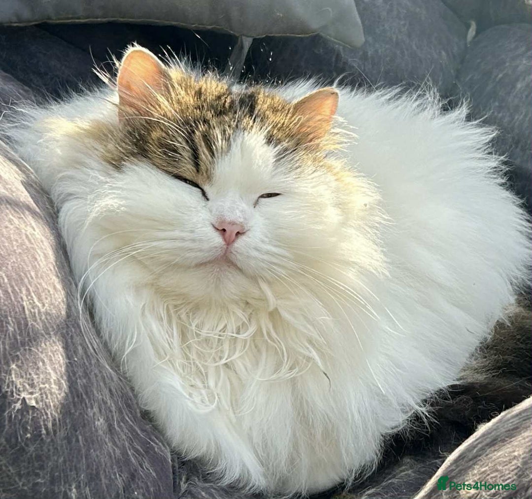 Siberian cats for sale: Pedigree Siberian cats for 5* homes only - Image 3