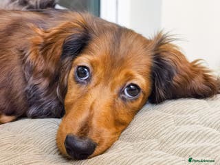 Miniature Dachshund dogs Miniature Long-Haired Dachshund Puppies–Red Merle - Advert 3