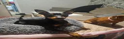 Miniature Pinscher dogs for sale: Miniature Pinscher puppies  - Advert 9