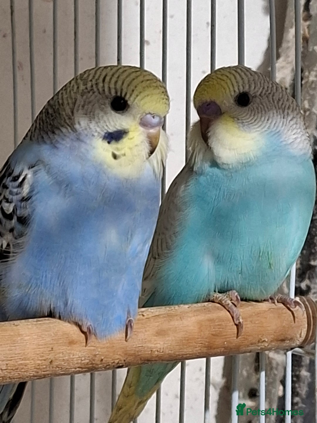 Budgerigars birds for sale: Budgies for sale  - Advert 22