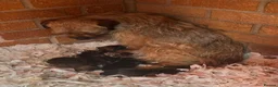 Border Terrier dogs for sale: KC registered Border Terrier Pups - Advert 10