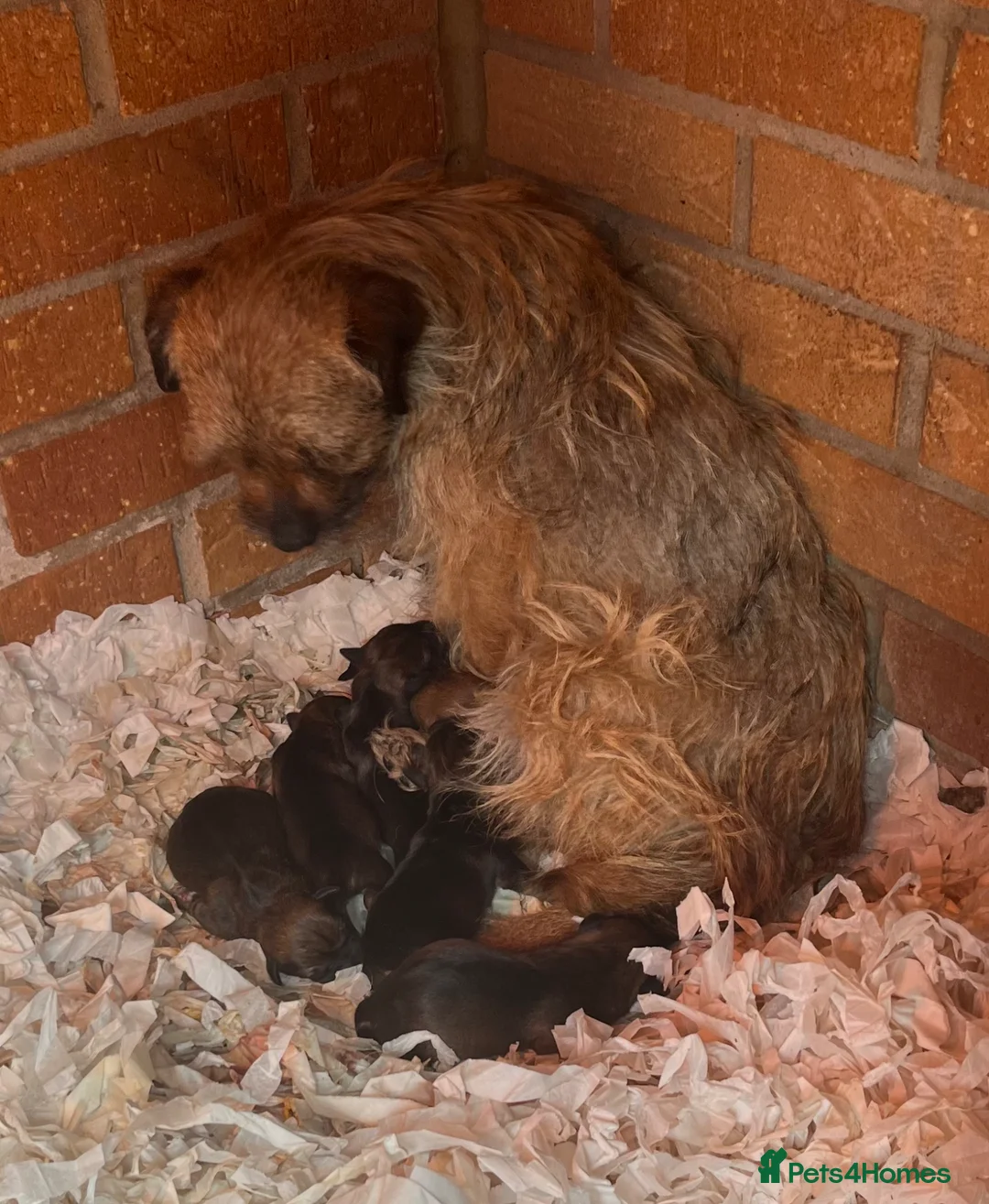 Border Terrier dogs for sale: KC registered Border Terrier Pups - Advert 10