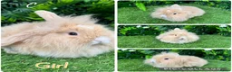 Mini Lop rabbits for sale: Mini lop rabbits 8 weeks old  - Advert 5