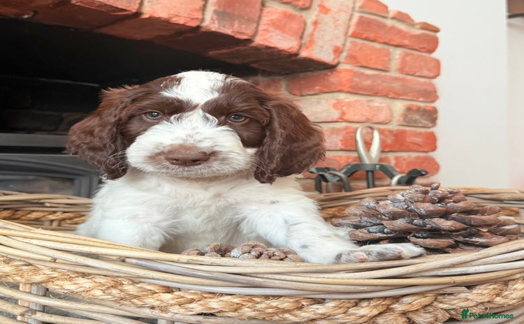 Cockapoo dogs - Advert 1
