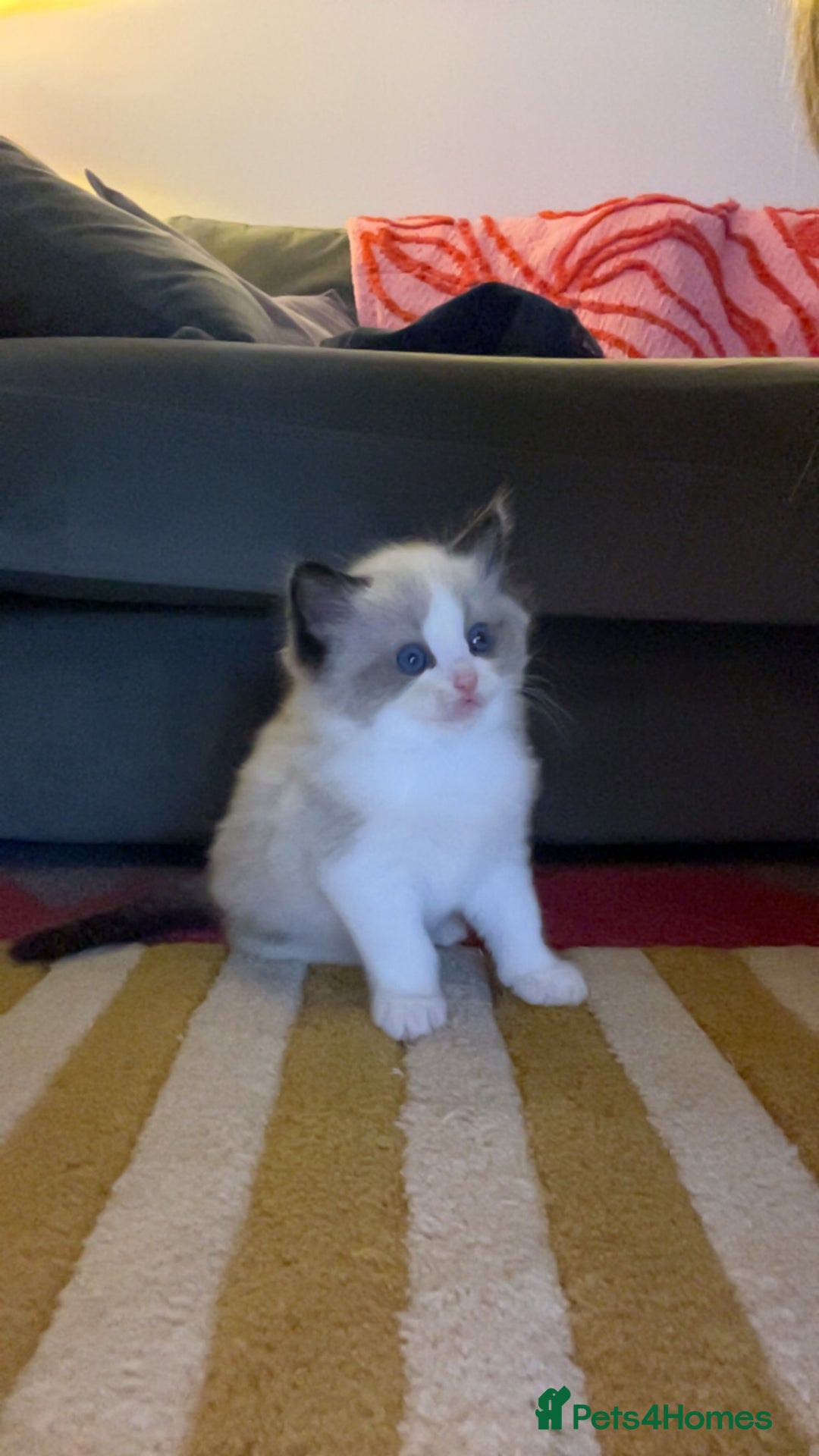 Ragdoll cats for sale: 1 male purebred Ragdoll - Advert 2