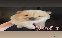 Chow Chow dogs for sale: Chow chow puppie - Image 3