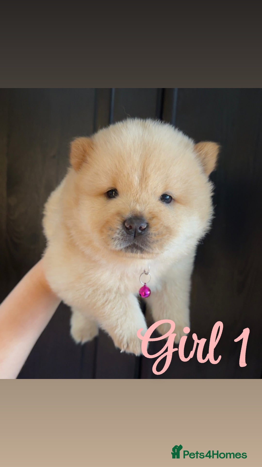 Chow Chow dogs for sale: Chow chow puppie - Image 3
