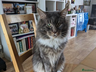 Maine Coon cats in London - Advert 4
