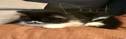 Persian cats for sale: Beautiful GCCF registered purebred persian kittens in Studley - Advert 4