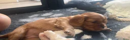 Cavalier King Charles Spaniel dogs for stud: Prince 👑 Heart Tested -Professional Stud Service  - Advert 13