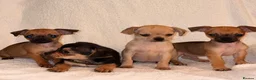 Chihuahua dogs for sale: Chihuahua Puppies  - Advert 10