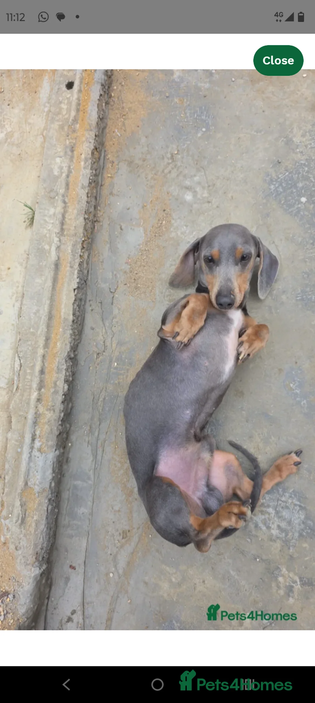 Dachshund dogs for stud: Dachshund stud lilac - Advert 1