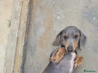 Dachshund dogs Dachshund stud lilac - Advert 2