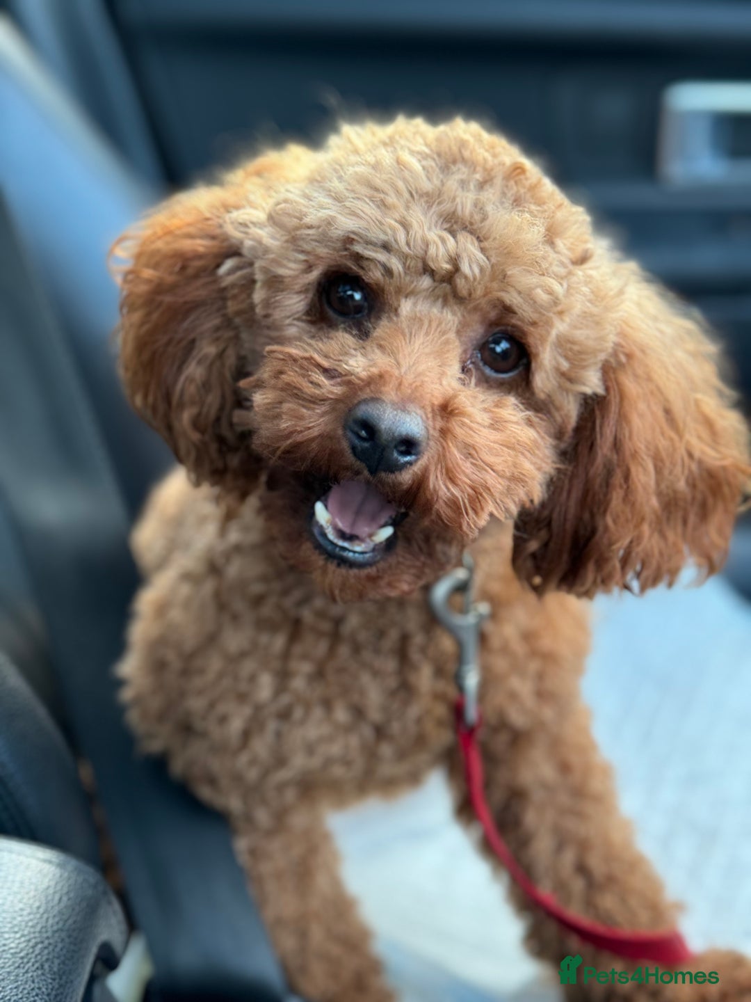 Toy Poodle dogs for sale: EXTENSIVE HEALTH TEST KC RED TOY POODLES LICENSED - Image 7
