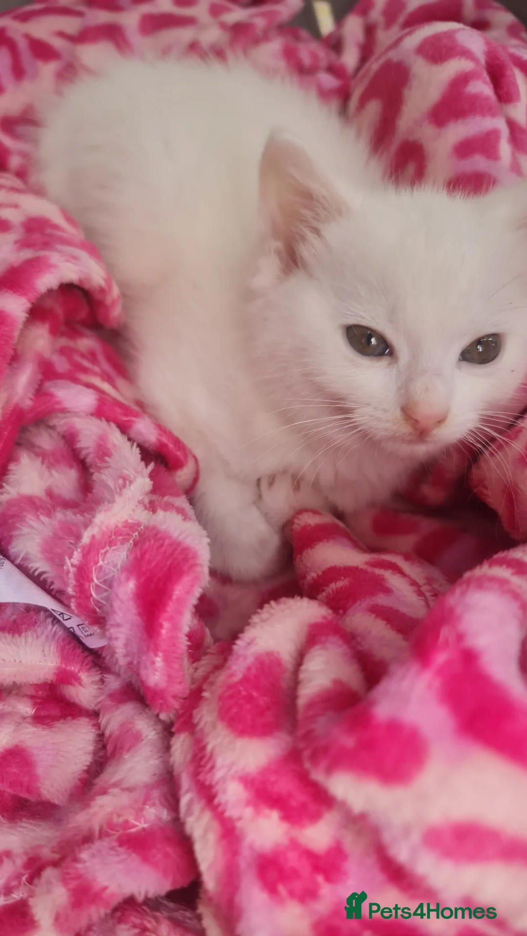 Turkish Angora cats for sale: Turkish angora kittens - Advert 11