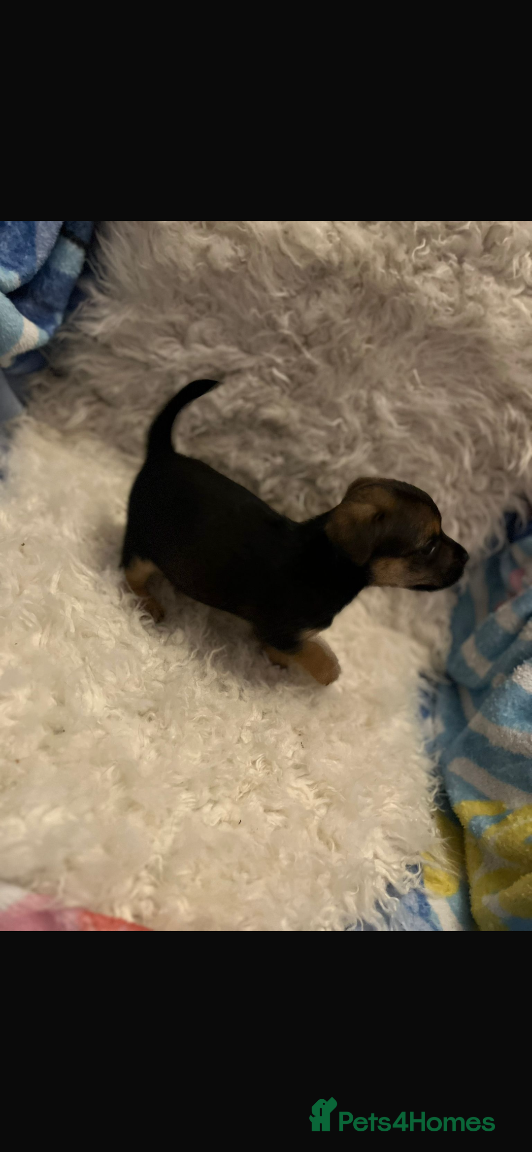 Mixed Breed dogs for sale: Stunning jack x borders ❤️❤️❤️ - Advert 5