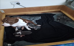 Staffordshire Bull Terrier dogs for sale: Blue staffordshire bull terrier puppies - Image 1