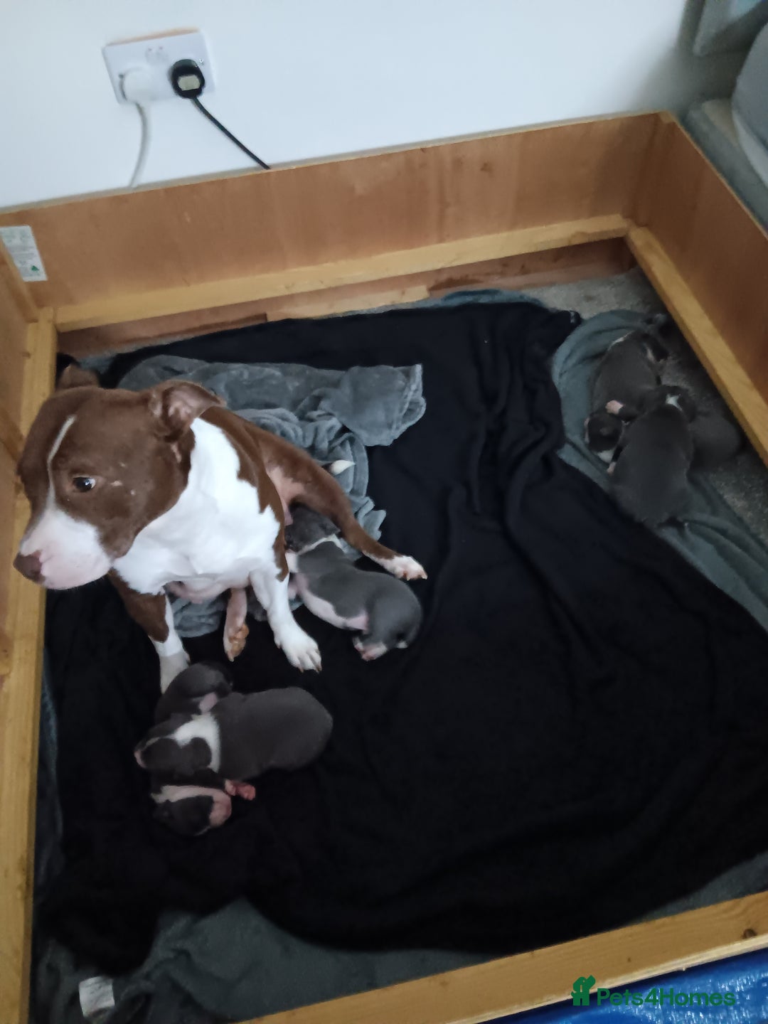 Staffordshire Bull Terrier dogs for sale: Blue staffordshire bull terrier puppies - Image 1